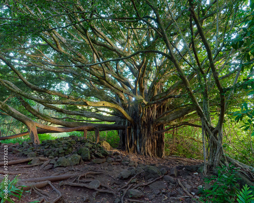 Beautiful large Banyan tree along the Pipiwai trail on the Island of Maui, Hawaii, USA
