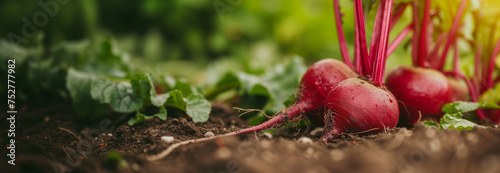 Beet root vegetable on the garden bed. Close up. Copy space for text. Blurred background. Banner slider template. © ilyakalinin