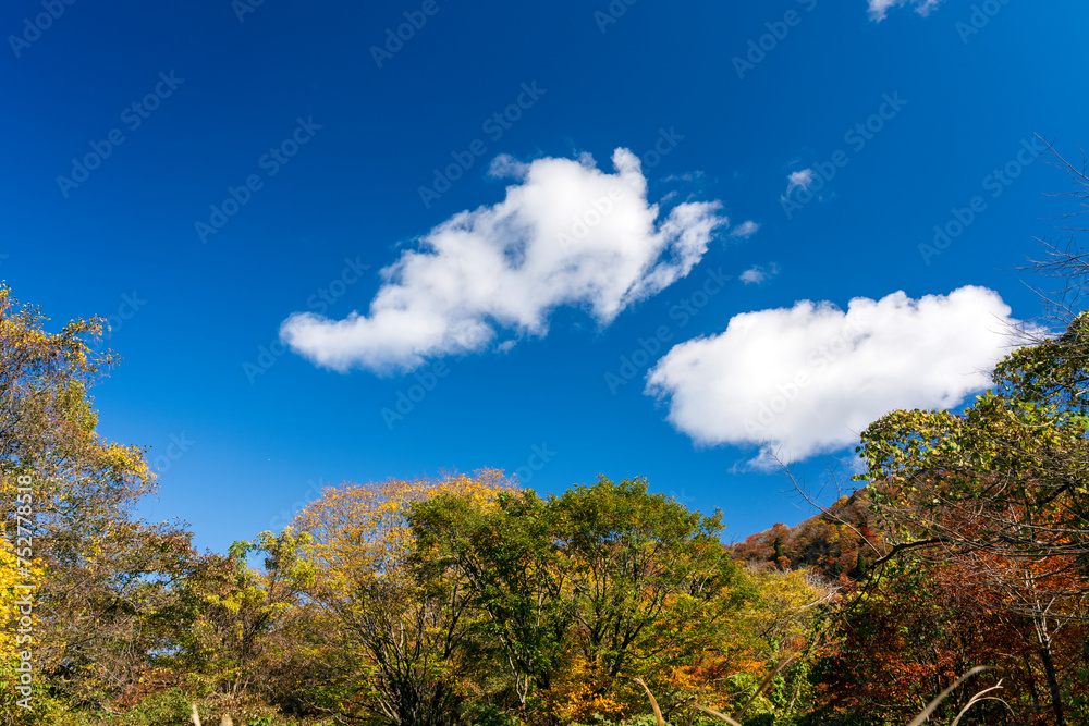 紅葉真っ盛りの医王山県立自然公園