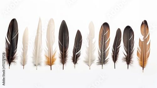 Feathered Elegance: Set of Feathers Isolated on White Background photo