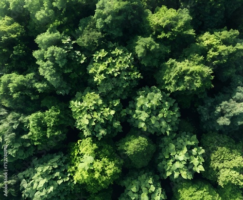 Aerial view of beautiful green forest. Nature and environment concept. Aerial view of the forest