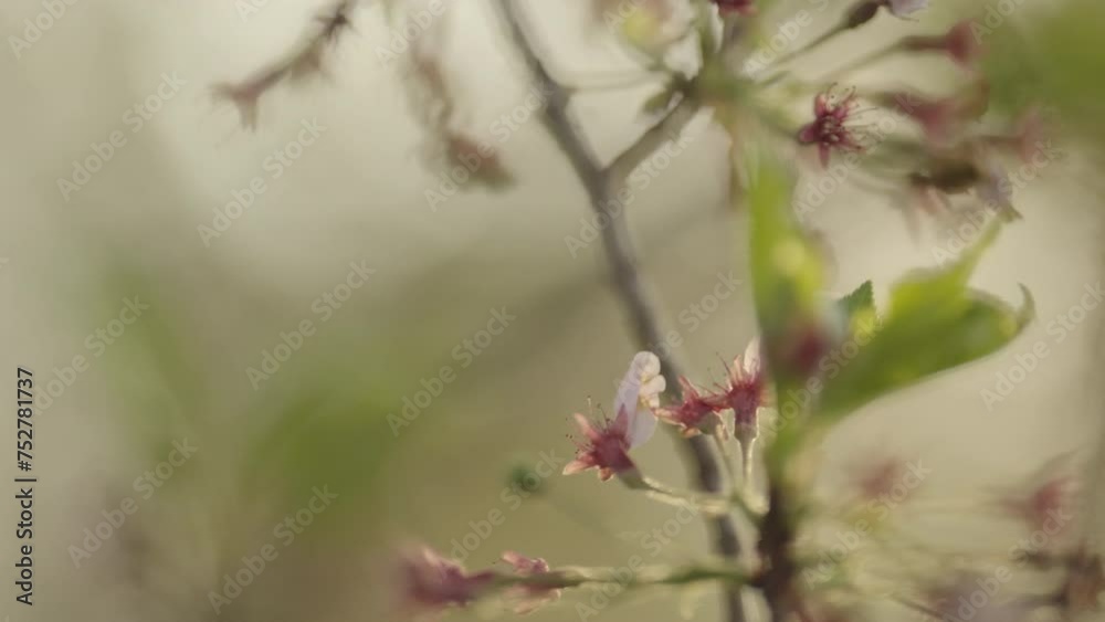 A last remaining petal on a cherry blossom that has been scattered A last remaining petal on a cherry blossom that has been scattered