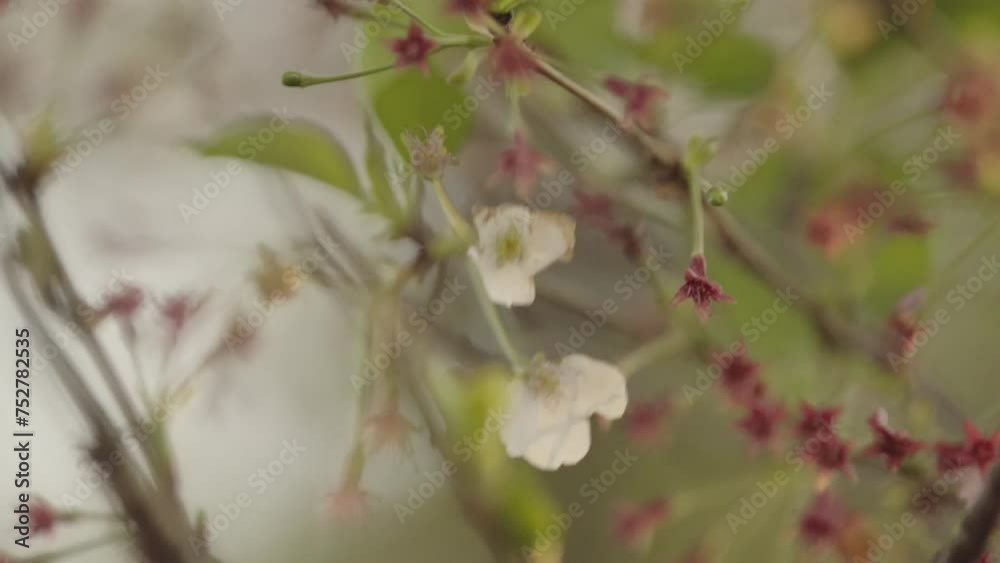 Cherry blossoms about to fall, shaken by the strong wind Cherry blossoms about to fall, shaken by the strong wind