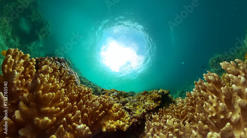 Coral garden underwater, tropical fish scene. Marine life under the sea.