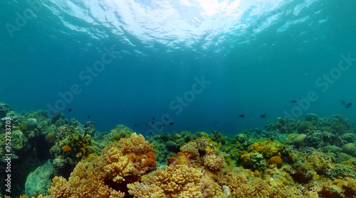 Hard coral garden with fishes, under water scene. Underwater life landscape.
