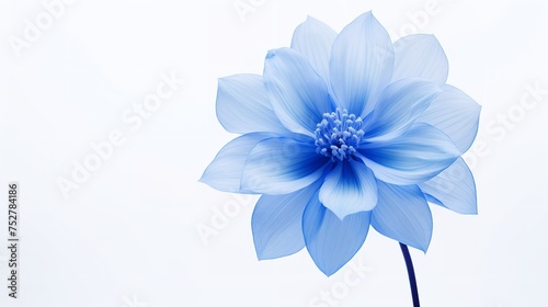 Ephemeral Beauty: Spring Blue Flower Isolated on White Background