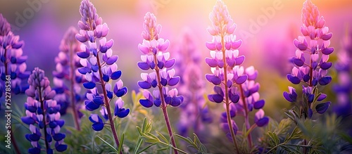 Vibrant lavender blossoms under the warm sunlight in a peaceful garden setting