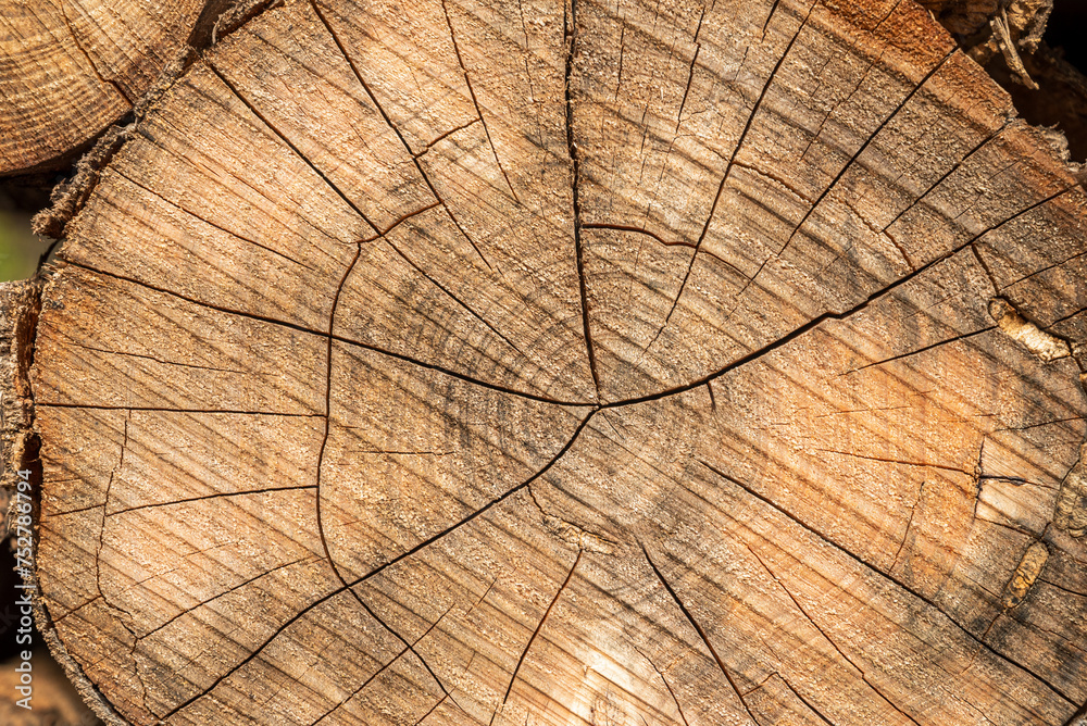 Fototapeta premium Top view of cut tree stump on a sunny day