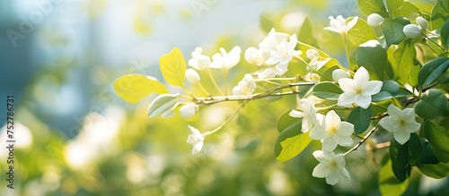 Ethereal White Blossoms on Delicate Tree Branch - Serene Springtime Nature Background