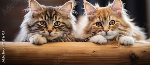 Captivating Feline Duo: Two Cats Gaze Intently at the Camera in a Quirky Pose