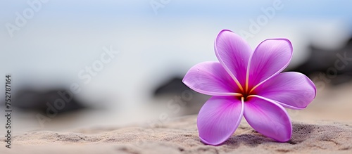 Majestic Purple Flower Blooming Vibrantly on Sandy Beach Under Summer Sun © Ilgun