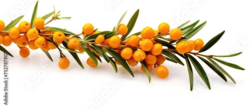 Vibrant Orange Berries Clustering on a Lush Branch in Nature's Bounty photo