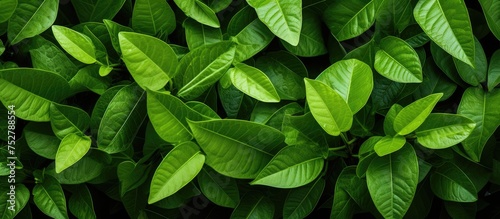 Vibrant Green Leafy Plant Close-Up Emphasizing Nature s Beauty and Freshness