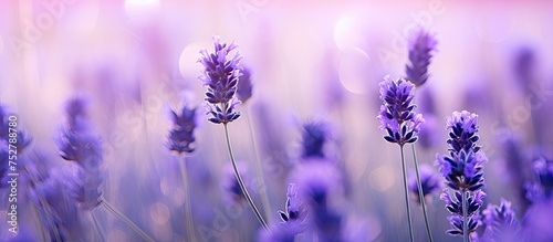 Vibrant Lavender Blooms: Stunning Wallpapers Featuring Fragrant Lavender Flowers © Ilgun
