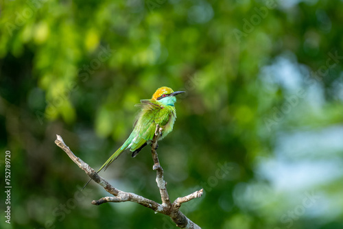 Colorful Green Orange and Blue Bee-Eater perches on a branch whilst searching its next meal, Sri Lanka © Mike
