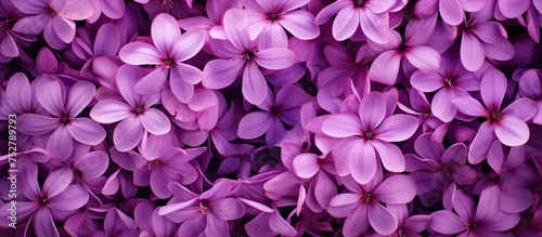 Vibrant Purple Blooms in Mesmerizing Close-ups for Stunning Floral Wallpapers Collection © Ilgun