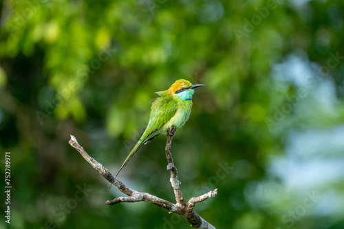 Colorful Green Orange and Blue Bee-Eater perches on a branch whilst searching its next meal, Sri Lanka