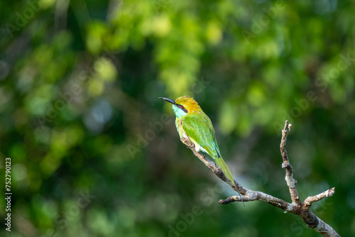 Colorful Green Orange and Blue Bee-Eater perches on a branch whilst searching its next meal, Sri Lanka