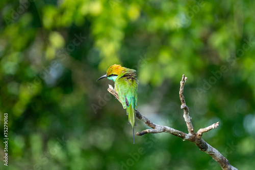Colorful Green Orange and Blue Bee-Eater perches on a branch whilst searching its next meal, Sri Lanka