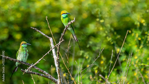 Colorful Green Orange and Blue Bee-Eater perches on a branch whilst searching its next meal, Sri Lanka