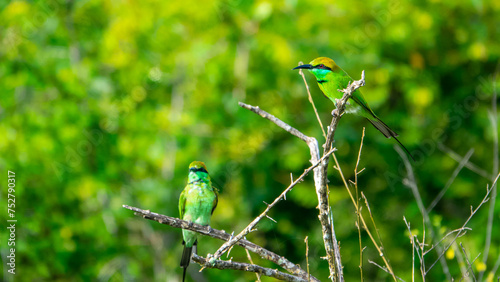Two Colorful Green Orange and Blue Bee-Eaters perch on a branch whilst searching their next meal, Sri Lanka