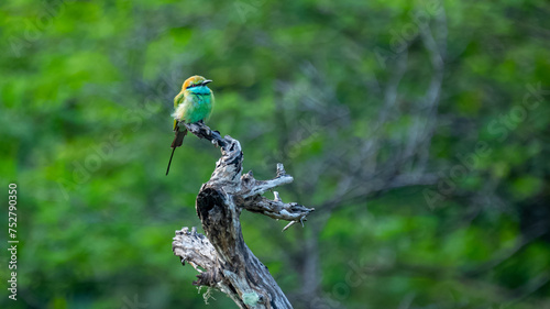 Colorful Green Orange and Blue Bee-Eater perches on a branch whilst searching its next meal, Sri Lanka