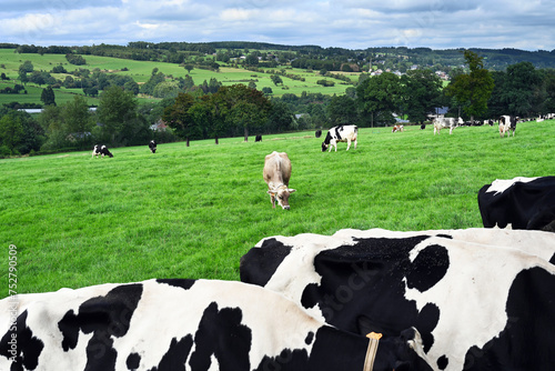 Panorama of Belgian Ardennes meadows with dairy cattle, in the foreground the backs of Holstein Frisian cows.