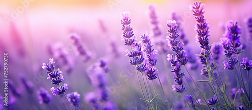Gorgeous Lavender Flowers Adorned with Dew Drops in a Serene Morning Garden Scene