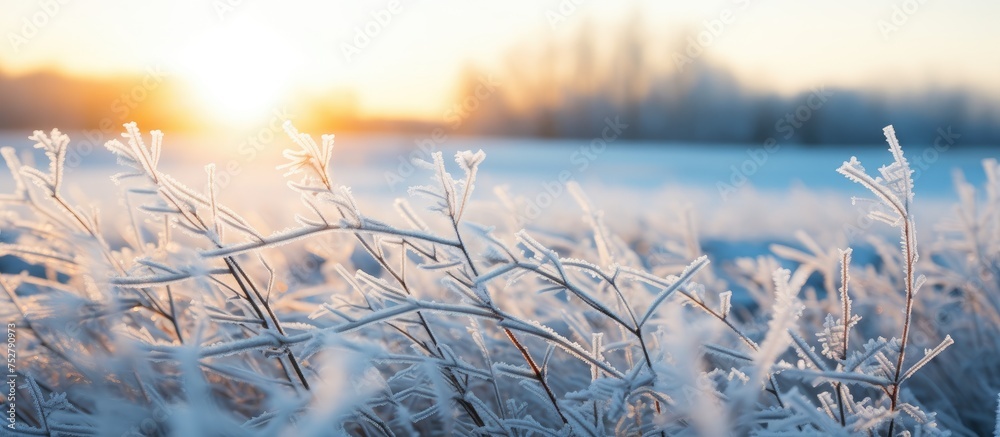 Obraz premium Serene and Frosty Winter Scene of Icy Grass in Tranquil Nature Setting