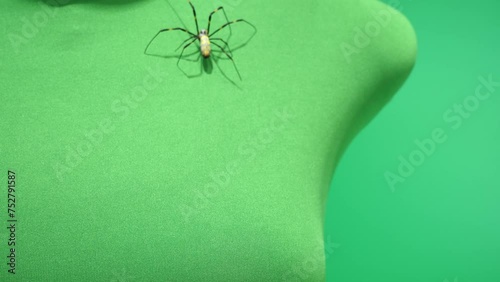 少し早足で移動するクモ