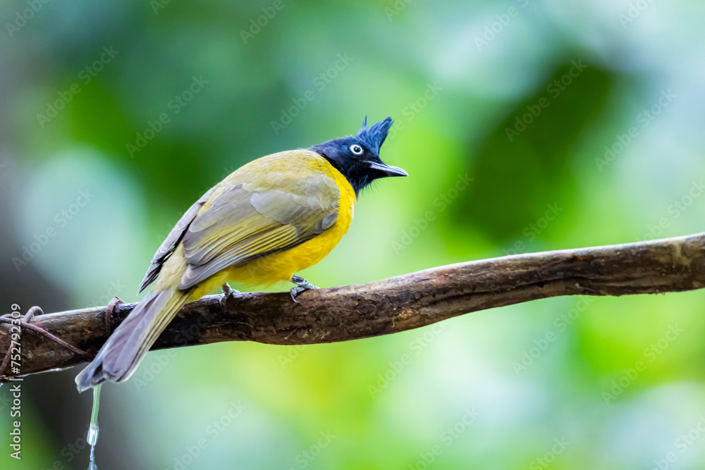 Fototapeta premium The Black-crested Bulbul in nature