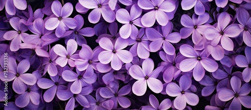 Vibrant Purple Flowers Blossoming in Elegant Wallpapers © Ilgun