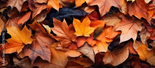 Vibrant Autumn Leaves Pile Bursting with Colorful Fall Foliage Beauty
