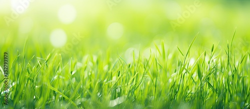 Vibrant Green Grass Background with Lush Blades of Fresh Spring Texture