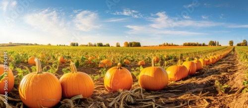 Vibrant Pumpkin Patch in a Rural Farm Setting with Colorful Harvest Bounty