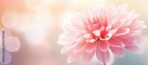 Vibrant Pink Flower Blossoming with Soft Blurred Background in Nature