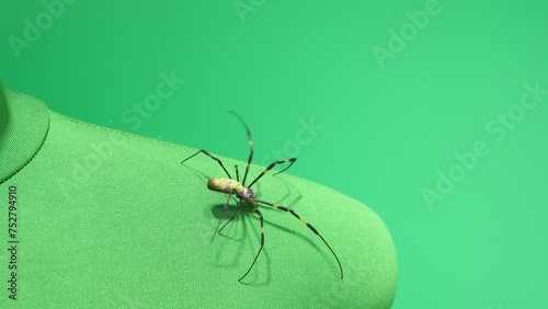 肩を歩くクモのアップ