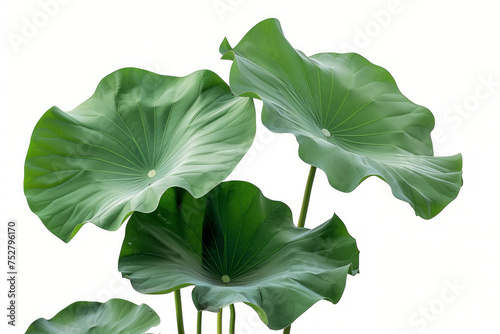 Close-up of lotus leaves isolated on white background