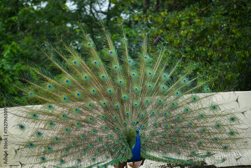 Obraz premium Vibrant peacock standing on a street with trees in the background.