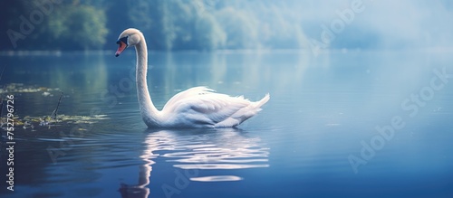 Graceful White Swan Glides Serenely Across a Peaceful Lake with Reflective Waters