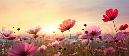 Serene Sunset Over Lush Pink Flower Field - Nature's Beauty and Calmness © Ilgun