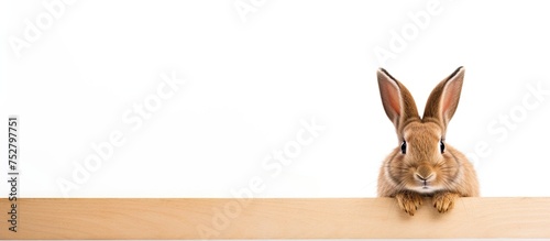 Curious Bunny Peeking Adorably Behind a Rustic Wooden Fence