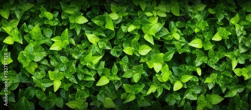 Vibrant Green Leaves Background with Lush Foliage and Botanical Beauty