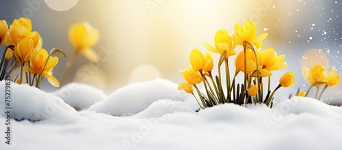 Vibrant Yellow Flowers Brave the Winter Chill Covered in a Blanket of Snow