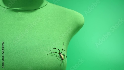 下から這い上がり胸元で一時停止、その後また上へ登っていくジョロウグモ