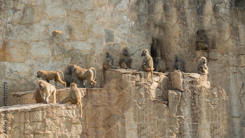a family of yellow baboons sitting on a rock ledge, Papio cynocephalus photo