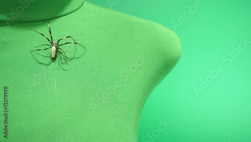 糸を引きながら上へ歩いていくジョロウグモ