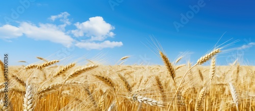 Vast Wheat Field Under Serene Blue Sky with Fluffy White Clouds - Rural Countryside Scenery © Ilgun