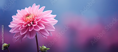 Vibrant Pink Bloom Against a Serene Blue Background in Nature's Graceful Contrast