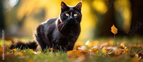 Majestic Black Cat Posing Serenely in Lush Green Grass Field Under Soft Sunlight